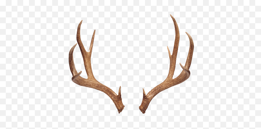 Boho Deer Horn - Antlers Png,Deer Antlers Png
