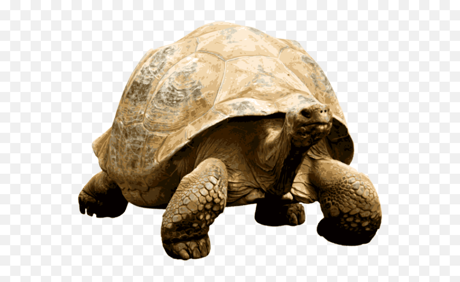 Giant Tortoise Transparent Png - Tortoise Transparent Background,Tortoise Png