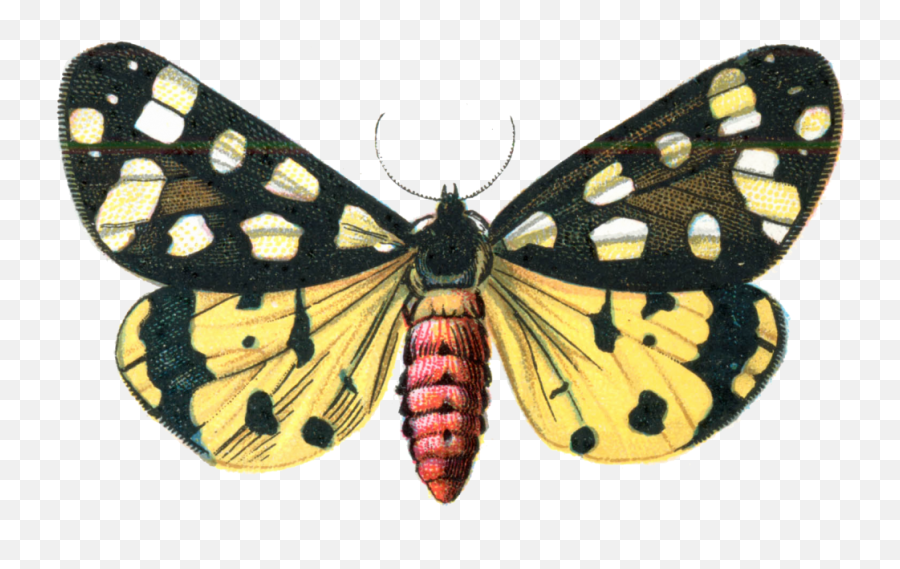 Download Moth Png Image 322 - Portable Network Graphics,Moth Png