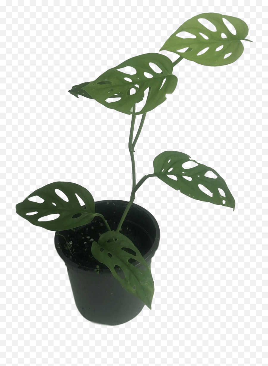 Monstera Adansonii Png Leaf