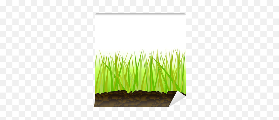 Green Grass Vector Illustration Wall Mural U2022 Pixers We Live To Change - Sweet Grass Png,Grass Vector Png