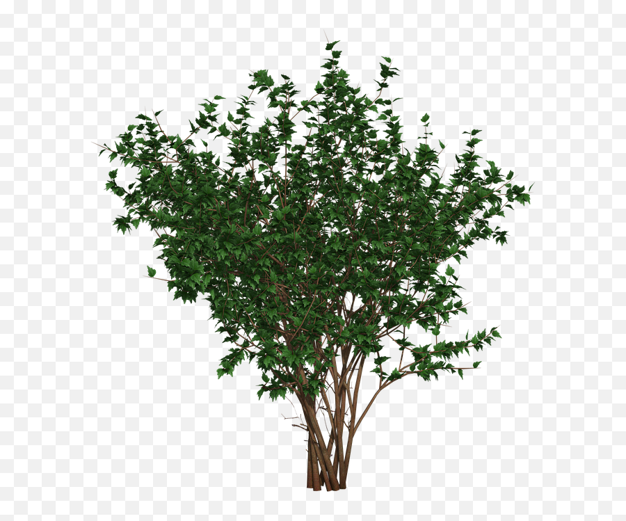 Bush Shrub Nature - Free Image On Pixabay Tree Png,Shrub Png