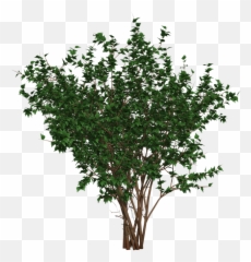 Bush Shrub Nature - Free image on Pixabay Tree png