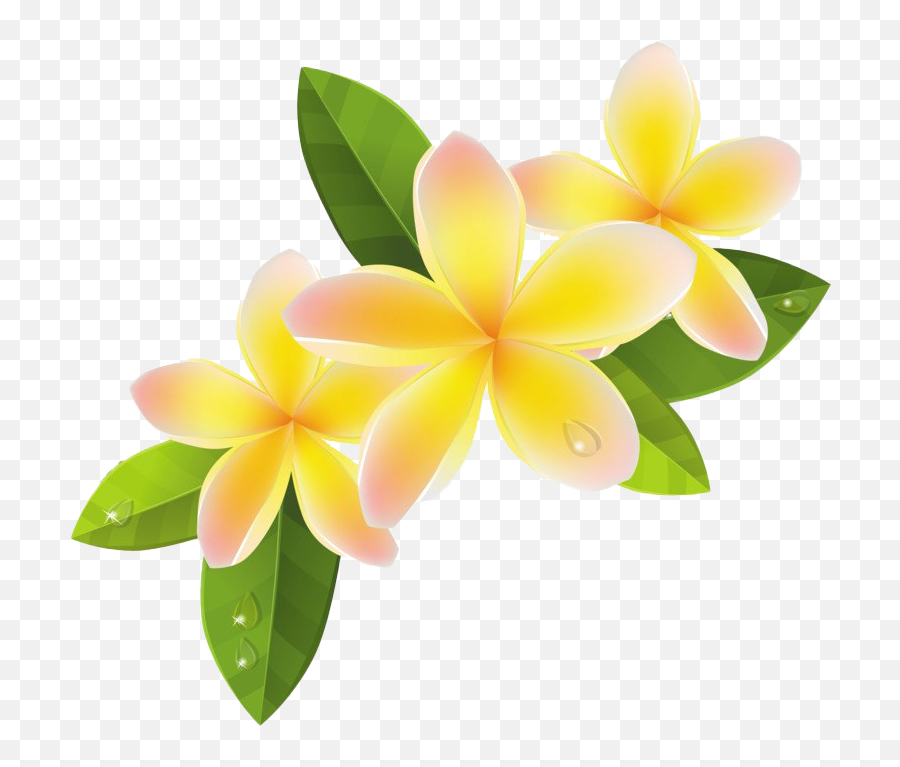 Download Free Png Frangipani File - Dlpngcom Frangipani Png,Plumeria Flower Png