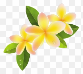 Download Free Png Frangipani File - Dlpngcom Frangipani Png,Plumeria Flower Png