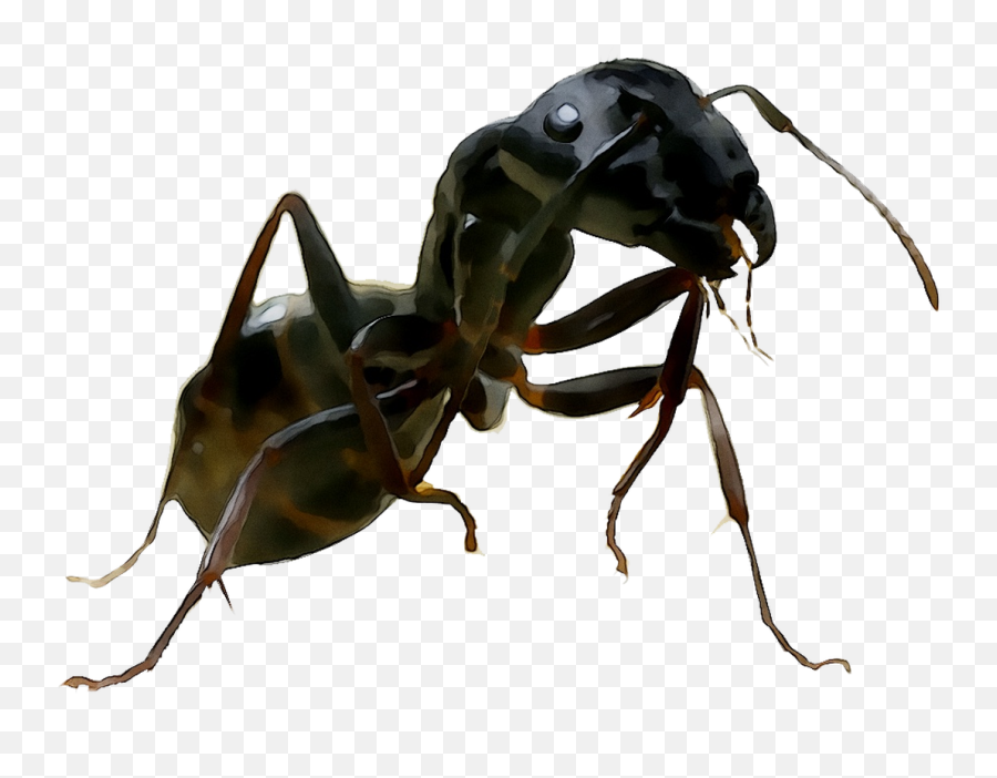 Download And United Termites Wasp Ants States Of Clipart Png - Ant,Ants Png