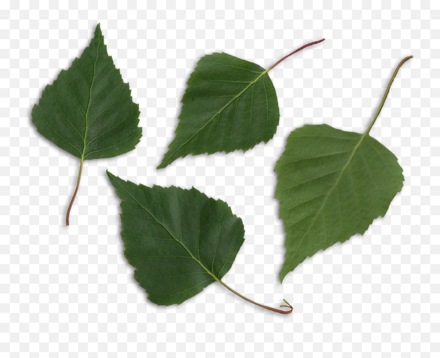 Betula Pendula Scanned Leaves - Betula Pendula Leaf Png,Leaves Png