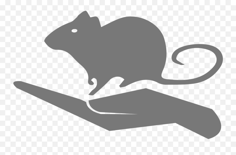 The Society - Hsblas Marsh Rice Rat Png,Rat Transparent