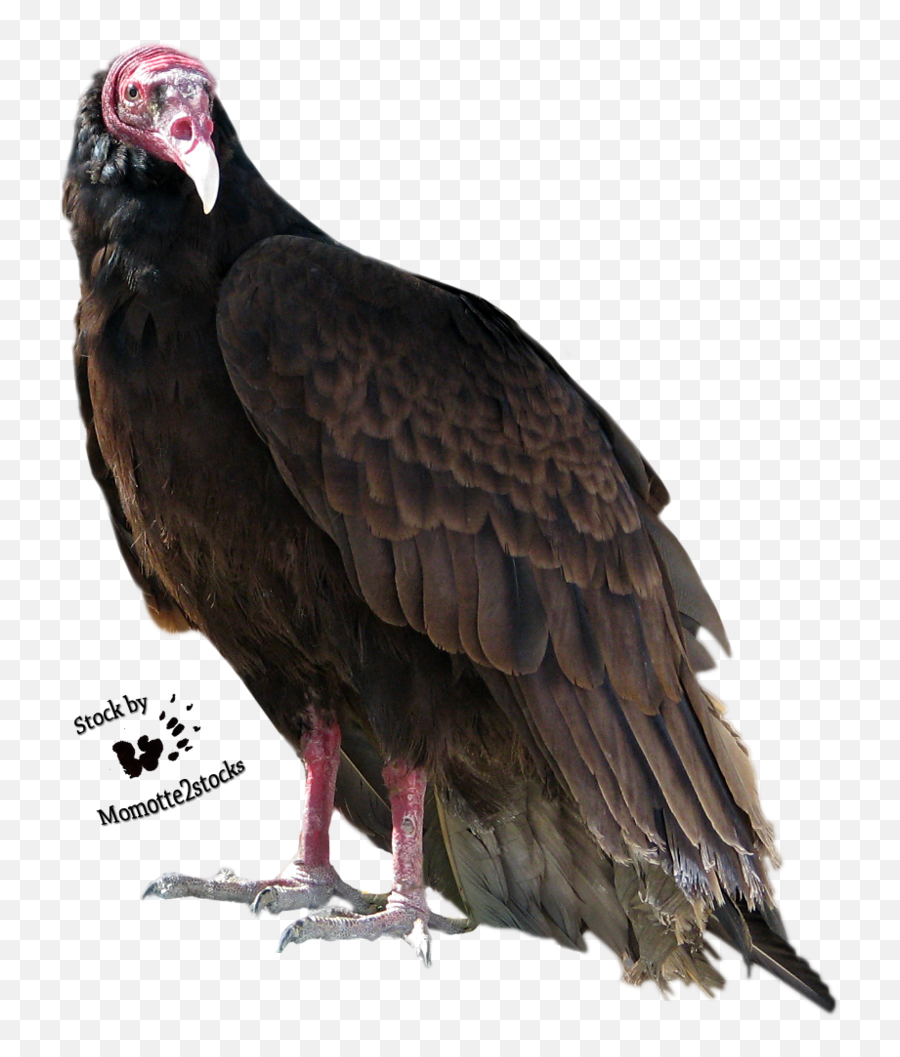 Turkey Bird Png High - Turkey Vulture Transparent Background,Vulture Transparent