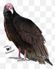 Turkey Bird Png High - Turkey Vulture Transparent Background,Vulture Transparent