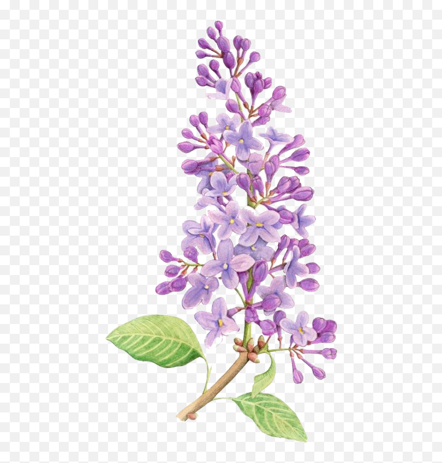 Lavender - Simple Lilac Flower Drawing Transparent Png Lilac Flower Drawing,Transparent Flower Drawing