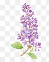 Lavender - Simple Lilac Flower Drawing Transparent Png