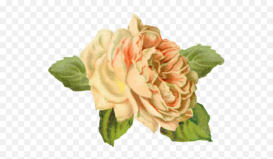 Gp - 73 V57 2834 Kb Yellow Rose Rose Png,Yellow Roses Png