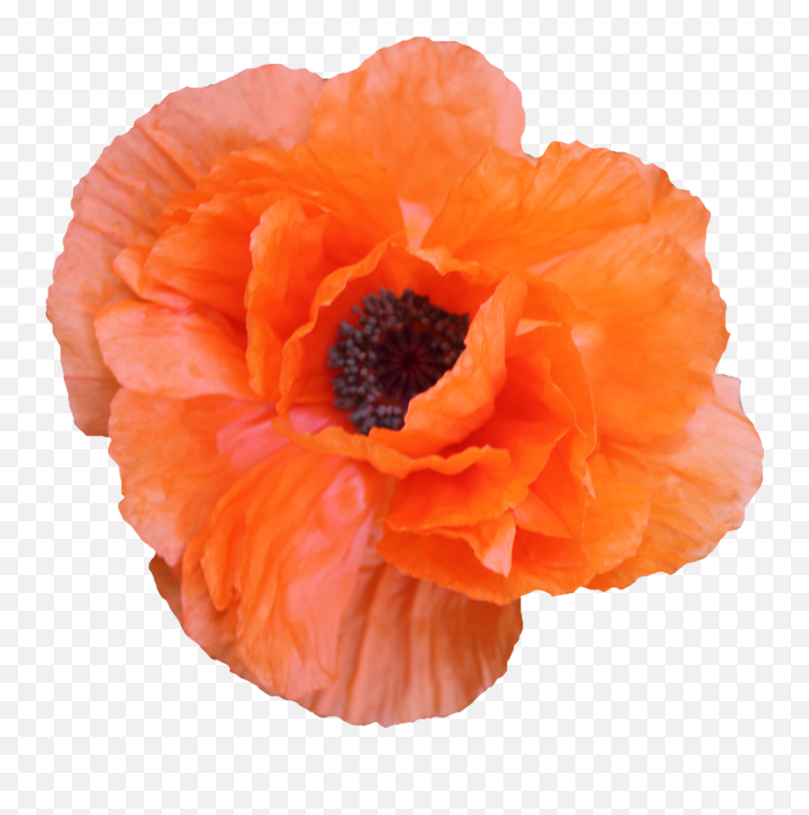 S3479801216 6990 Kbyte V53 Poppies In The Picture - Orange Flowrrs Png Aesthetic,Poppies Png