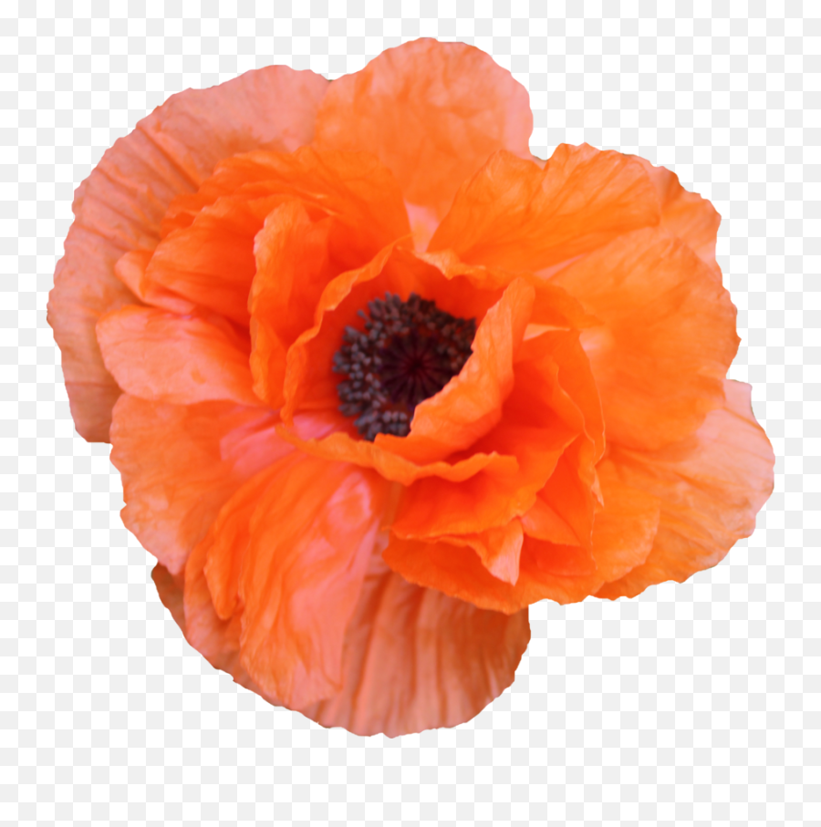 Poppy png