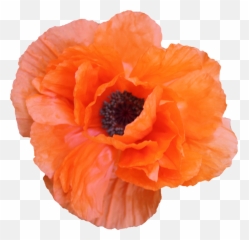 S3479801216 6990 Kbyte V53 Poppies In The Picture - Orange Flowrrs Png Aesthetic,Poppies Png