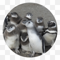 Lana Labs Penguins Gmbh U2013 Sustainability - Little Penguin Png,Penguins Icon