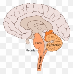 Polio - Wikiwand Simple Brain Stem Diagram png