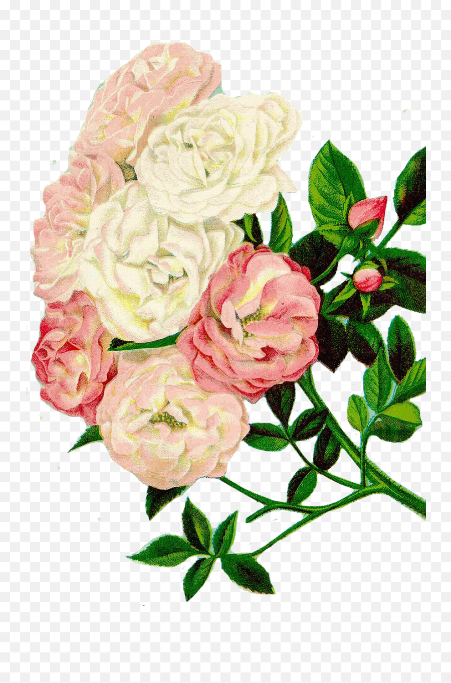 Roses Clipartfloral Clipartflowersfree Pictures Free - Clip Art Bunga Mawar Png,Rose Clipart Transparent Background