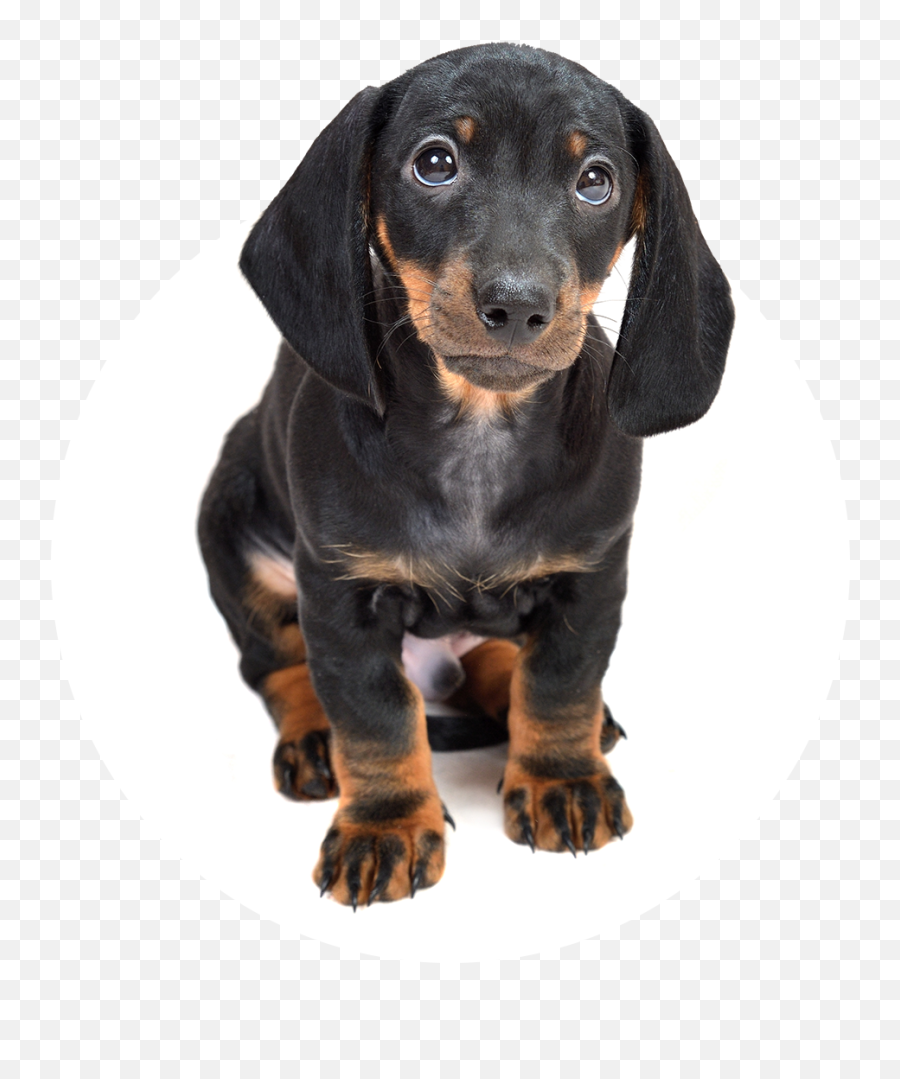 Windermere Veterinary Services Affordable Quality Pet Care Png Dachshund Icon