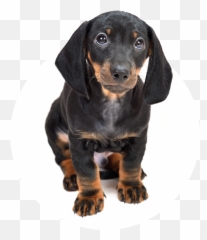Windermere Veterinary Services Affordable Quality Pet Care Png