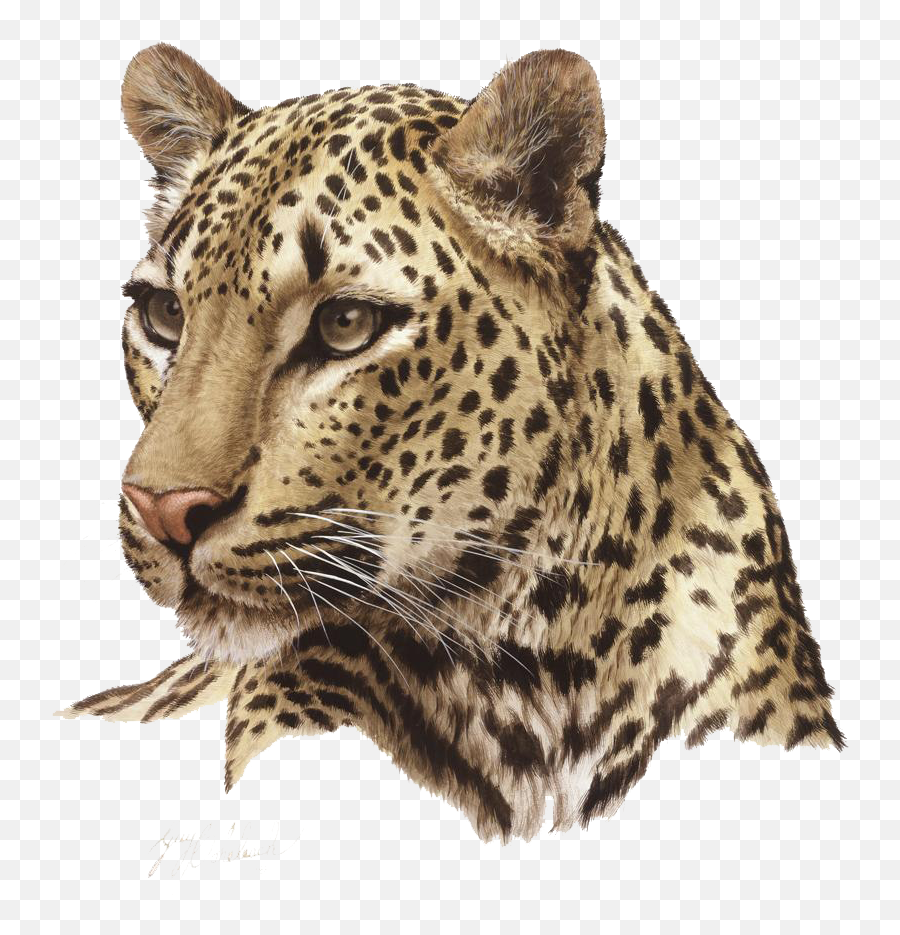 Leopard Png Transparent Free Images Animal Head