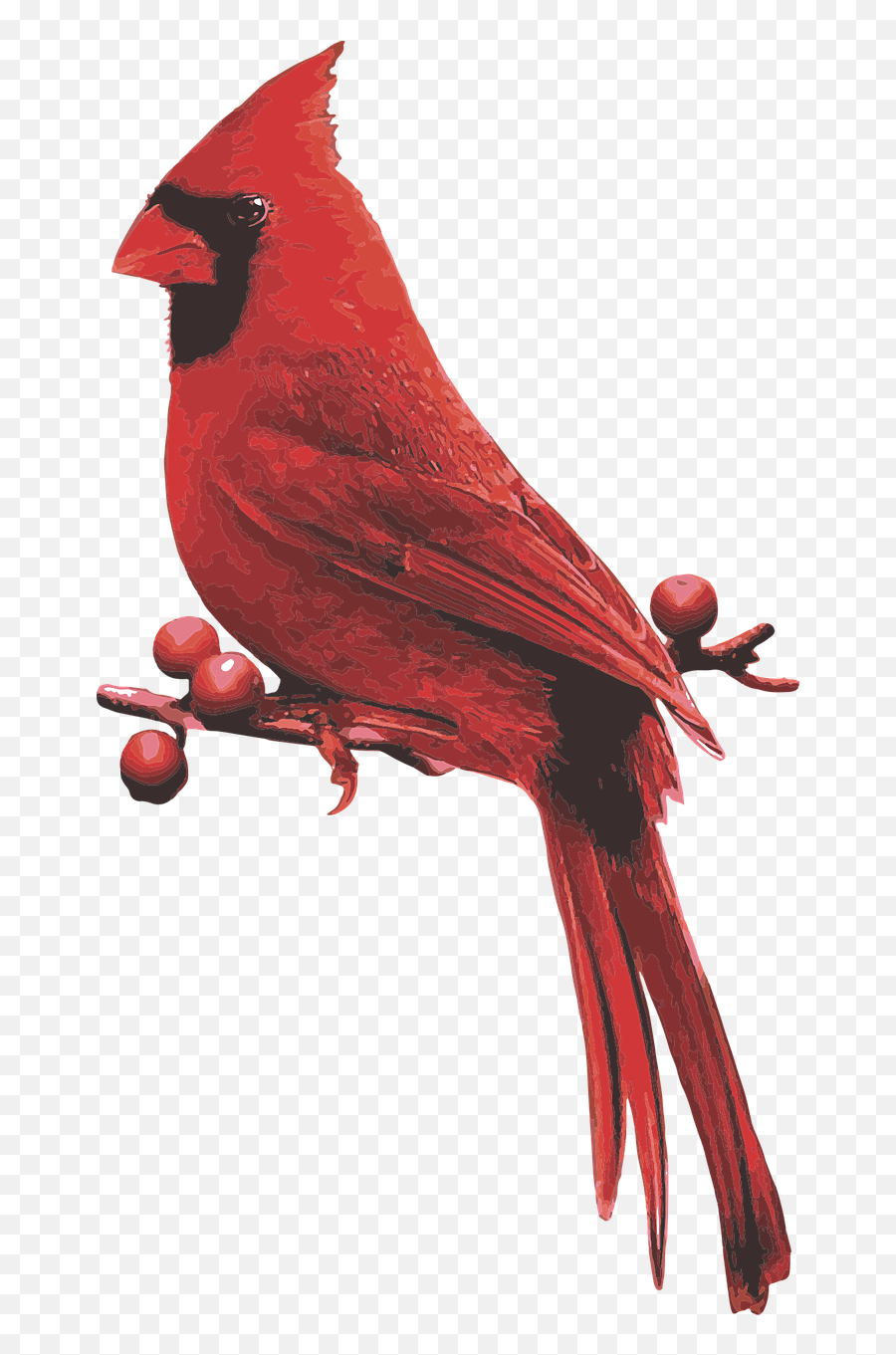Male Cardinal Red Bird - Northern Cardinal Png,Cardinal Png