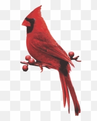 Male Cardinal Red Bird - Northern png