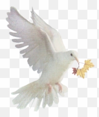 Palomapng - Imagui Pigeons And Doves,Paloma Png