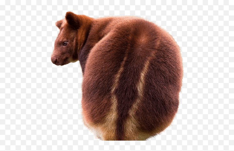 Download Tree Kangaroo Side Image - Tree Kangaroo Png Png Tree Kangaroo Png,Kangaroo Transparent Background