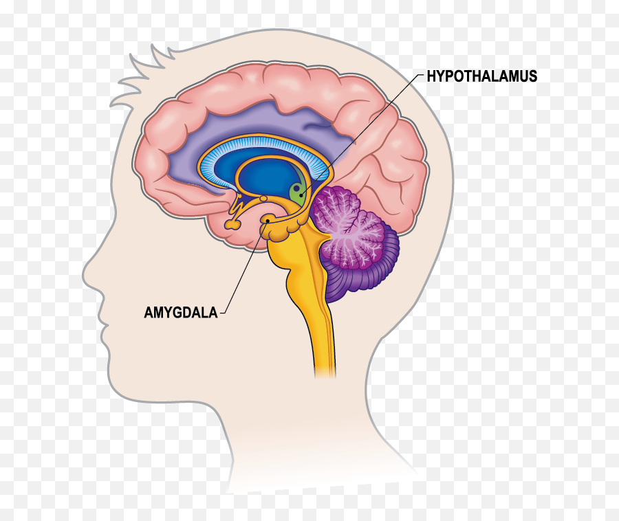 Brain - 01 Expressworks International Limbic System In Brain Png,Brain Clipart Transparent