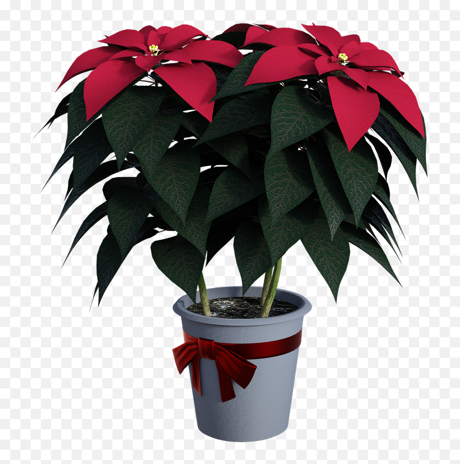 Poinsettias Flowers Seasonal - Free Image On Pixabay Flowerpot Png,Poinsettia Png