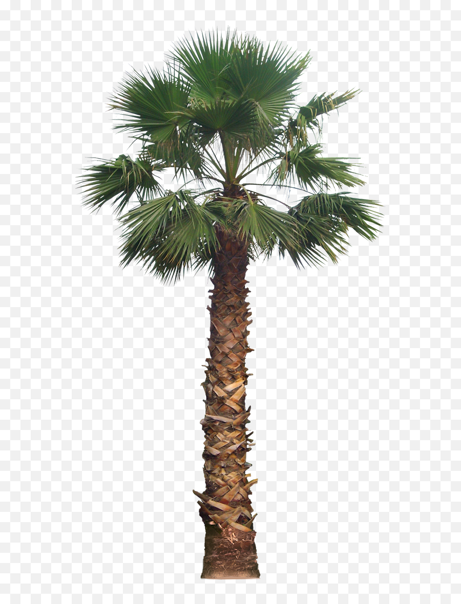 Palm Png Transparent Image Arts - Washington Palm Tree Png,Palm Png
