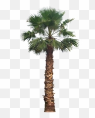 Palm Png Transparent Image Arts - Washington Palm Tree Png,Palm Png