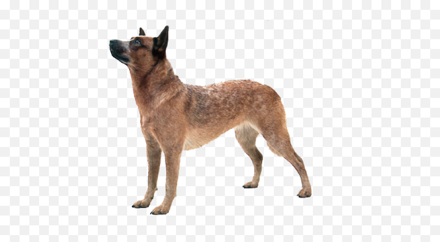 Country Dog Png Images Download - Austrailian Cattle Dog Png,Dog Png