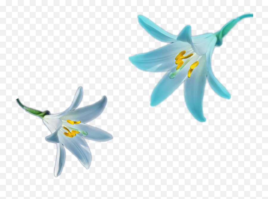 Lily Png Images - Free Png Library Portable Network Graphics,Lilies Png