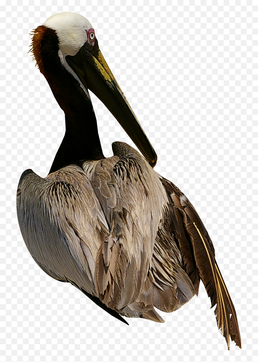 Pelican Bird Cygnini Domestic Goose - Birds Png,Pelican Png