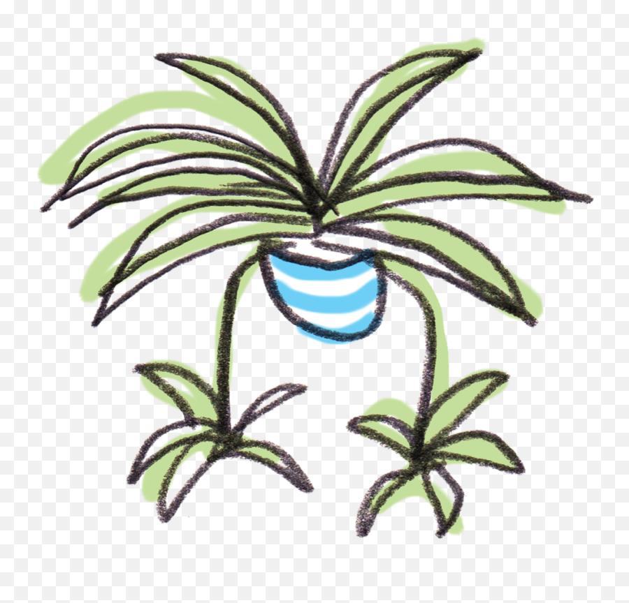 Welcome To Spiderplant Houseplant Shop - Spider Plant Shop Rare Spider Plants Png,Plant Transparent