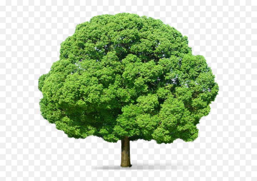 Tree Png Hd 8 Transparent Background Images Free Download - Green Tree Png,Evergreen Tree Png