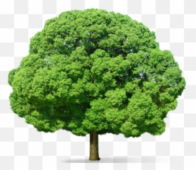 Tree Png Hd 8 Transparent Background Images Free Download - Green Tree Png,Evergreen Tree Png
