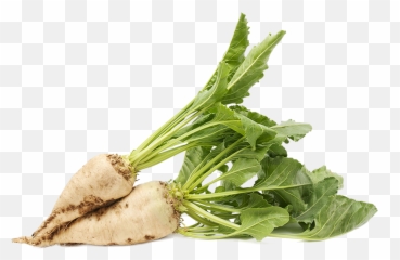 Sugar Beet Png 3 Image - Sugar Beet Png,Sugar Transparent Background