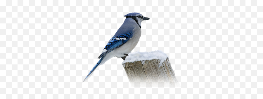 Index Of Userstbalzebirdpng - Blue Jay,Blue Bird Png