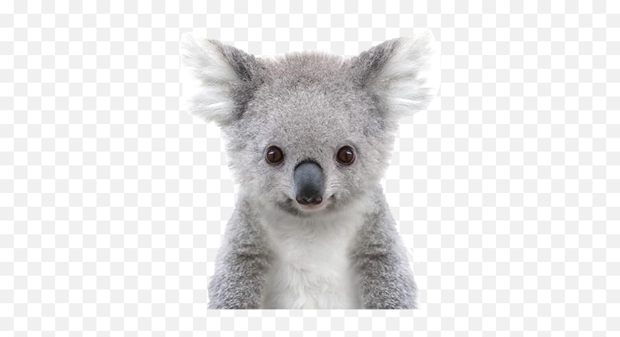 Koala Png Free Pic - Baby Animal Prints Free,Koala Transparent