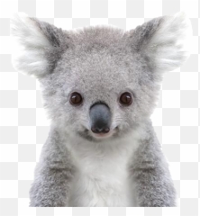 Koala Png Free Pic - Baby Animal Prints Free,Koala Transparent