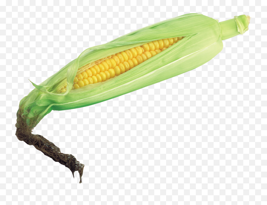 Download Corn Png Image For Free - Corn Husk Transparent,Corn Cob Png