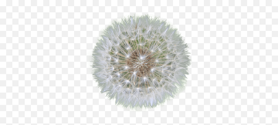 Dandelion Seed Transparent Png - Knotz And Main Tallahassee,Dandelions Png