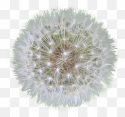 Dandelion Seed Transparent Png - Knotz And Main Tallahassee,Dandelions Png