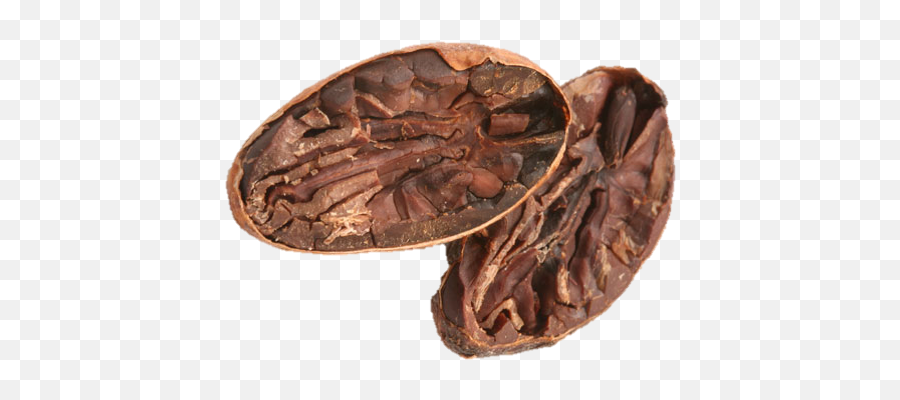 Peru Organic Cocoa Beans 1 Kg - Cocoa Bean Aztec Cacao Png,Cocoa Png