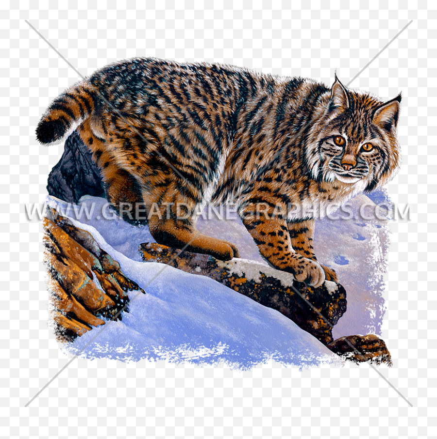 Bobcat Prowl Production Ready Artwork For T - Shirt Printing Tabby Cat Png,Bobcat Png