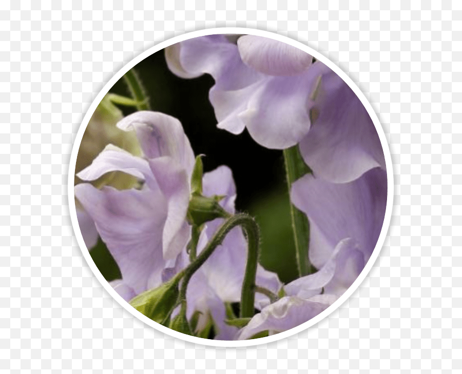 Sweet Pea Png - August Gardening Tips July Make October Iris,Lily Of The Valley Png